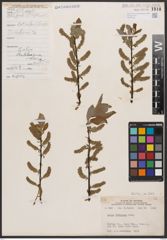 Salix bebbiana Sarg.